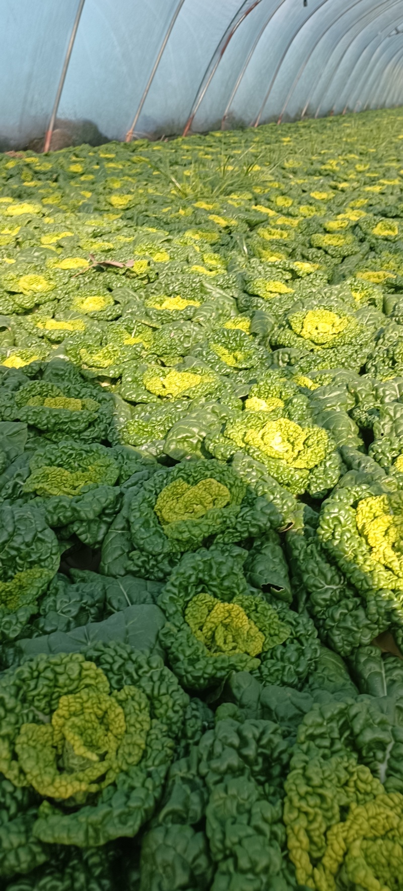 安徽精品黄心菜产地直发/大量供货中/量大从优
