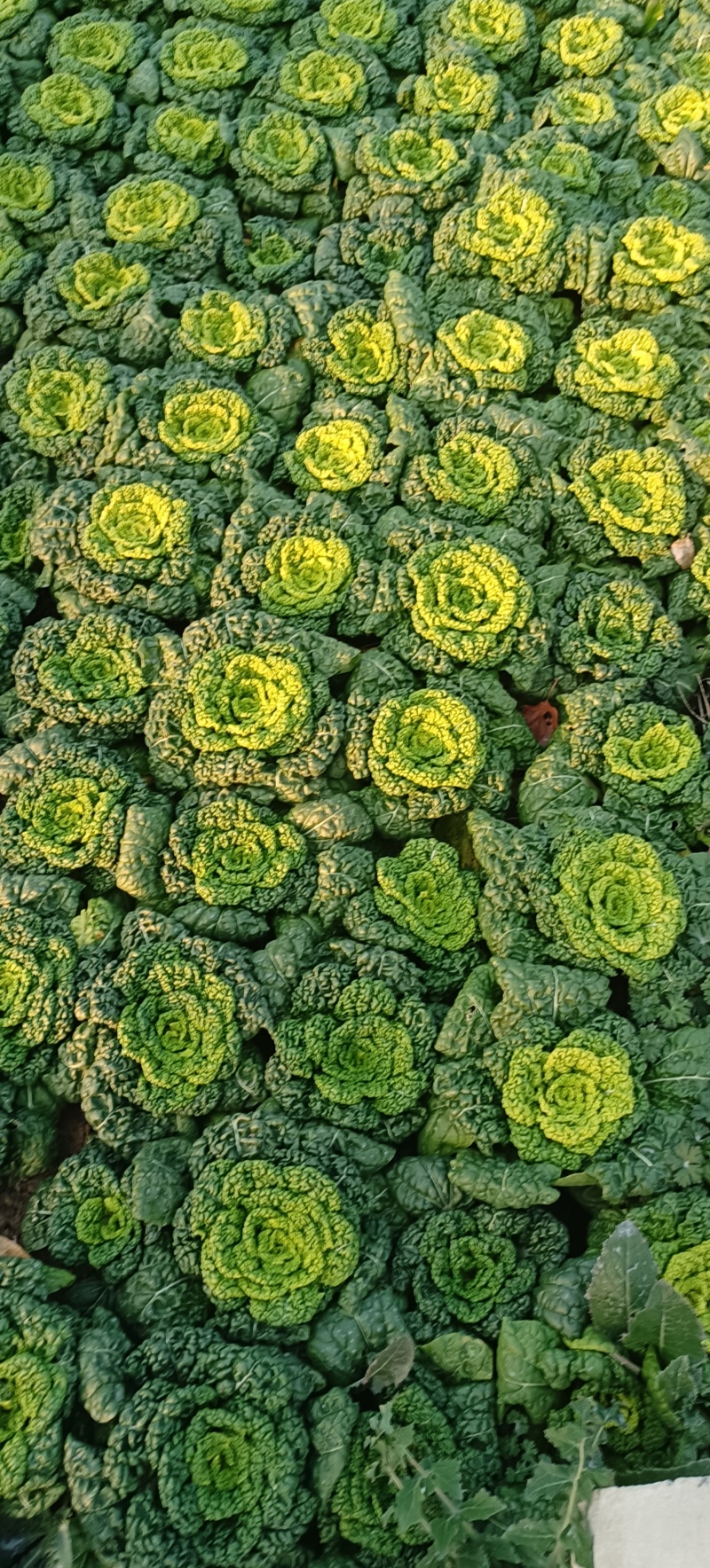 安徽精品黄心菜产地直发/大量供货中/量大从优
