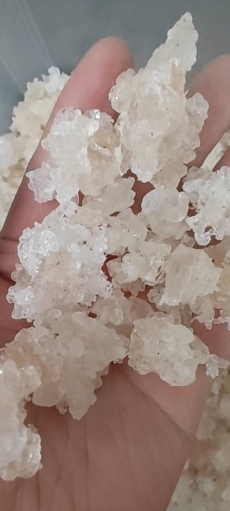 【产地直采】专业供应雪燕规格齐全诚寻长期合作伙伴