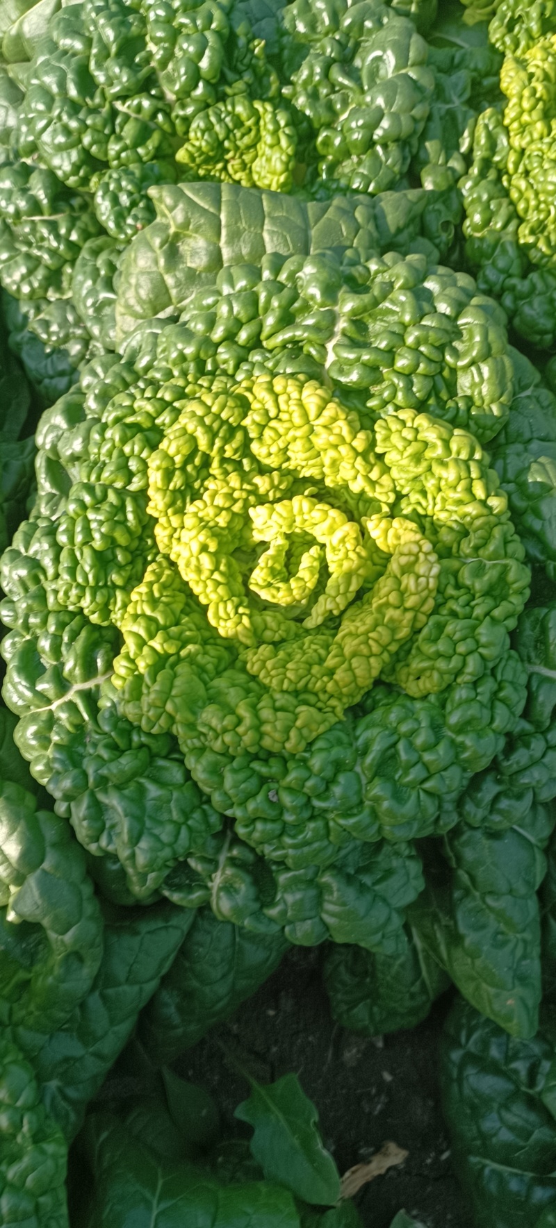 安徽精品黄心菜产地直发/大量供货中/量大从优