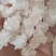 【产地直采】专业供应雪燕规格齐全诚寻长期合作伙伴