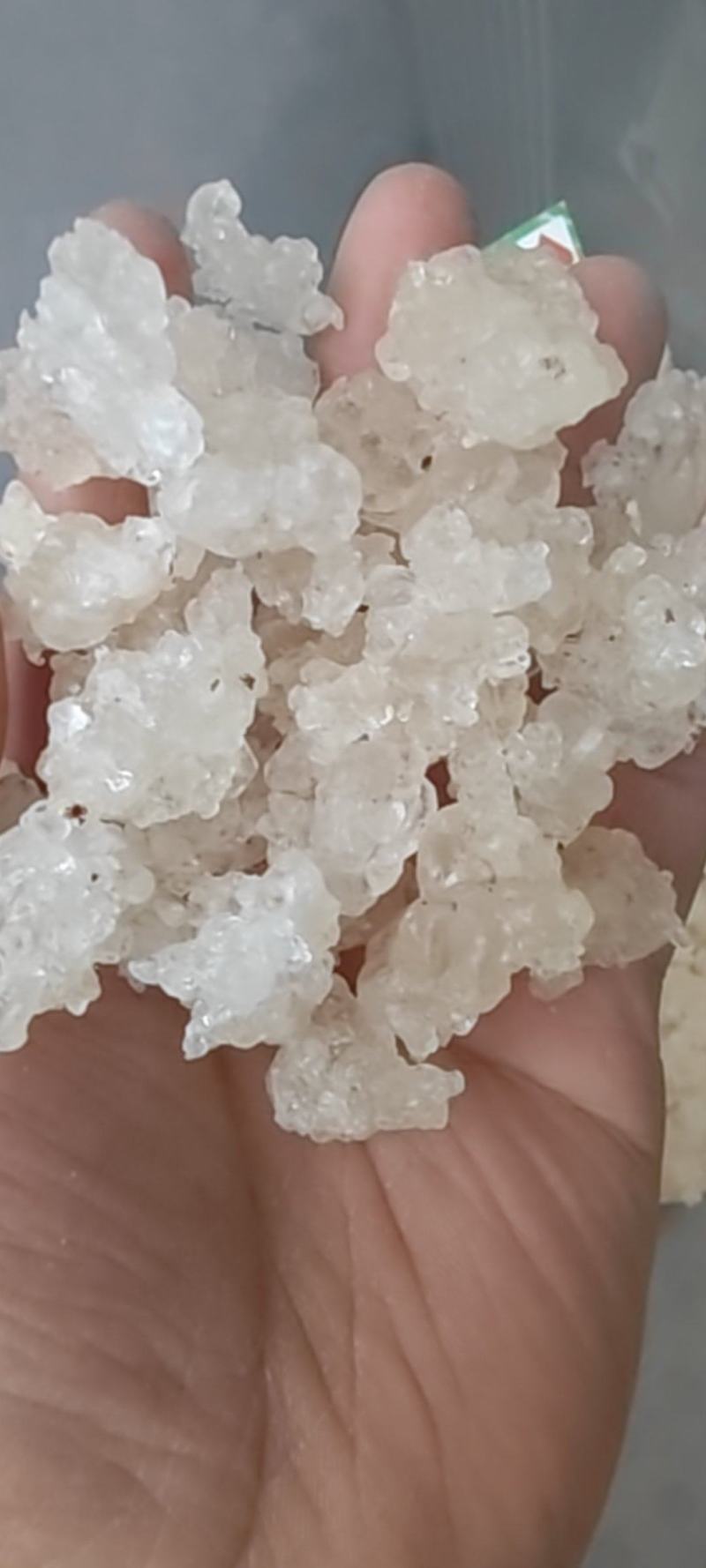 【产地直采】专业供应雪燕规格齐全诚寻长期合作伙伴