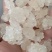 【产地直采】专业供应雪燕规格齐全诚寻长期合作伙伴