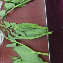 仁怀豌豆尖