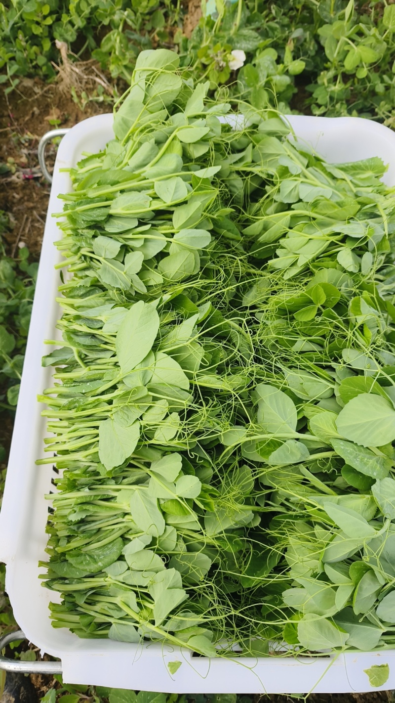 仁怀豌豆尖