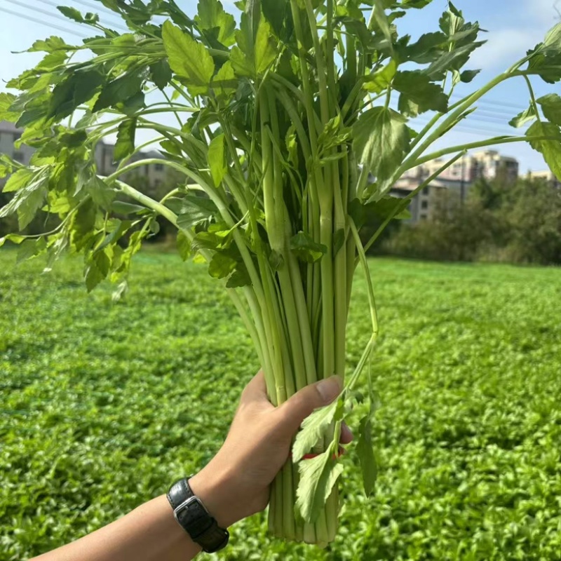 江西景德镇余氏水芹菜水芹菜种植基地产地直发