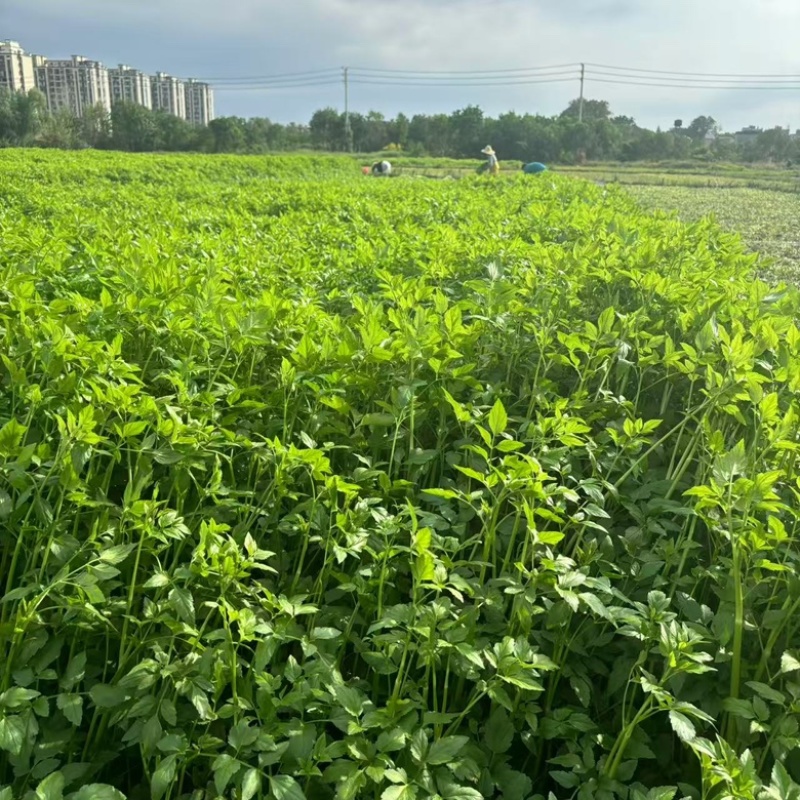 江西景德镇余氏水芹菜水芹菜种植基地产地直发