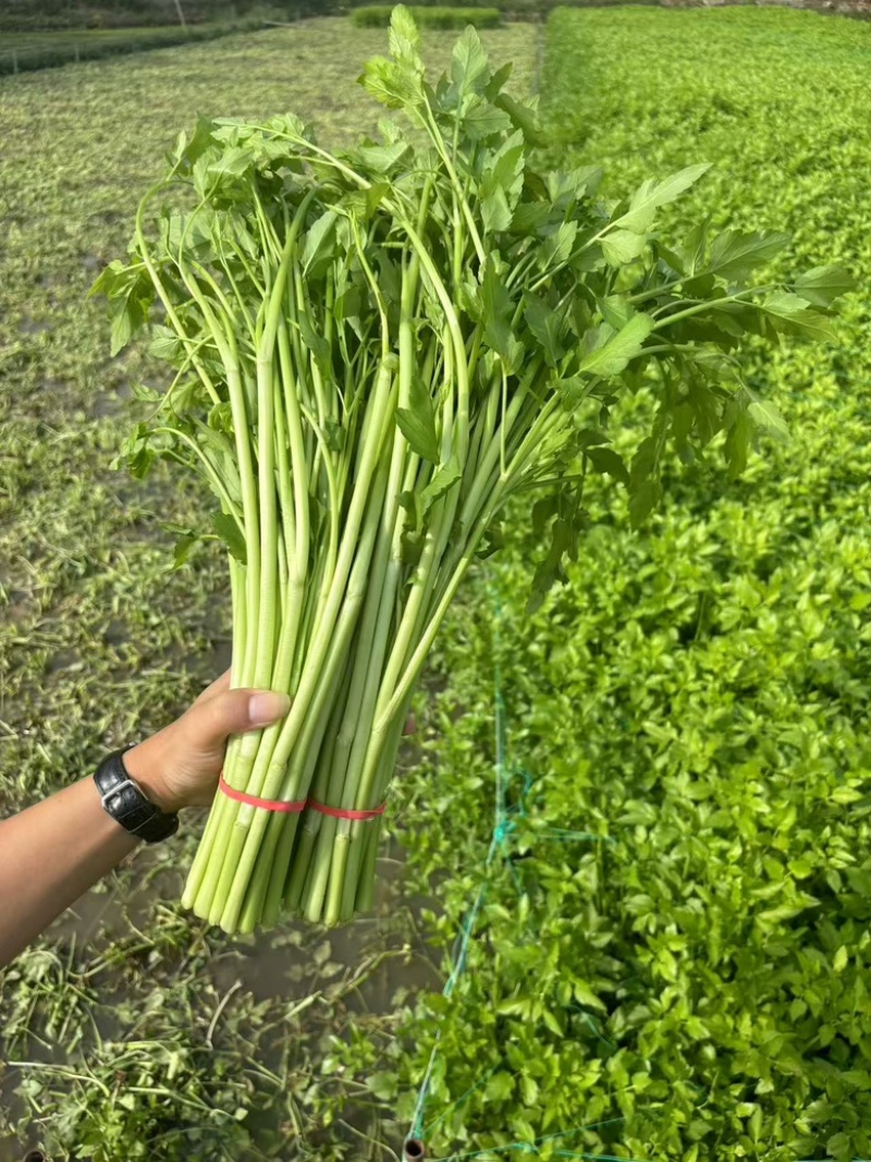 江西景德镇余氏水芹菜水芹菜种植基地产地直发