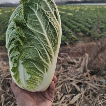 黄心大白菜