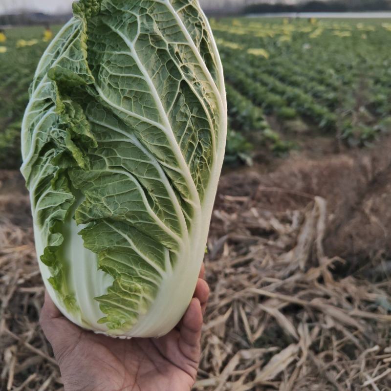 黄心大白菜