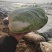 黄心大白菜