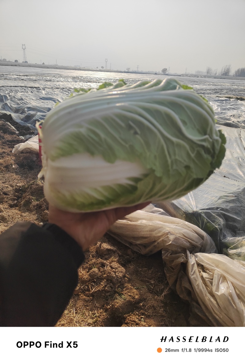 黄心大白菜