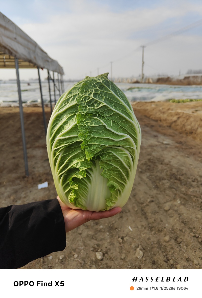 黄心大白菜