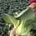 青埂苏州青矮脚菜上市中大量供应市场电商平台