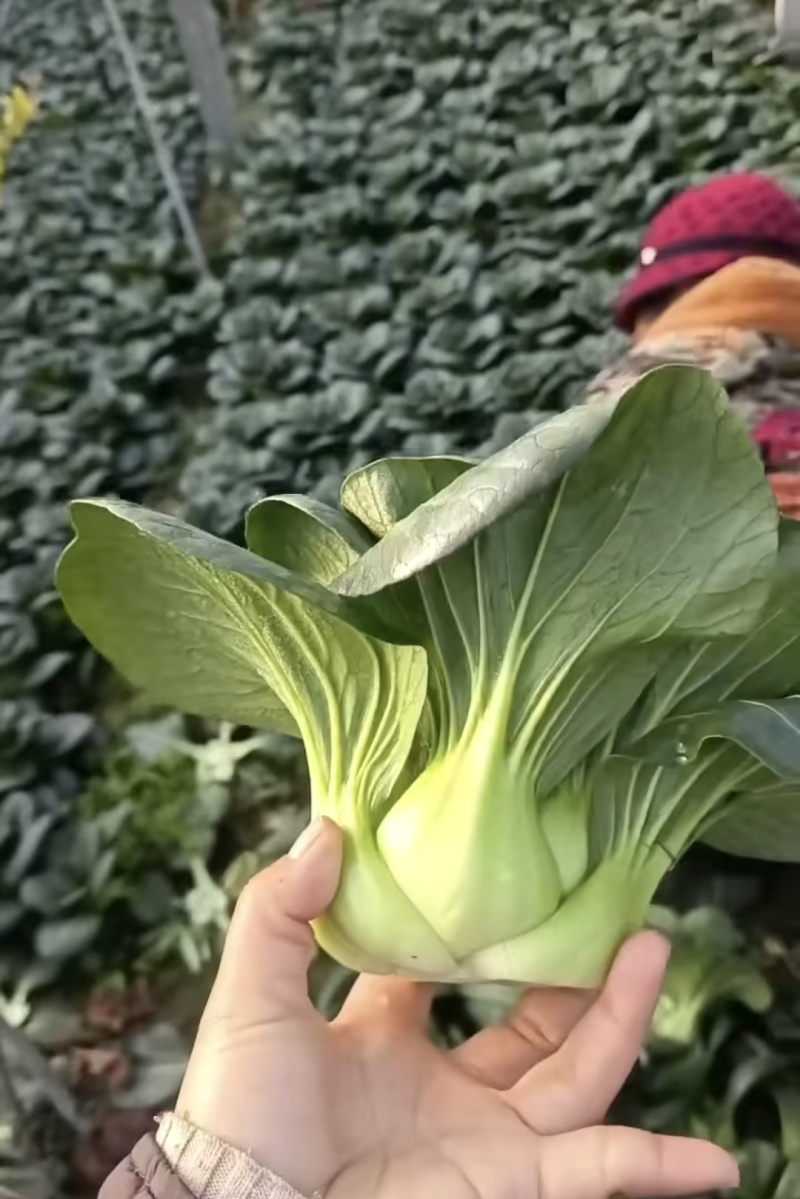 青埂苏州青矮脚菜上市中大量供应市场电商平台