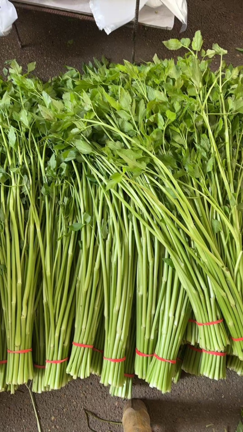 江西景德镇精品水芹菜，产地直销，量大从优