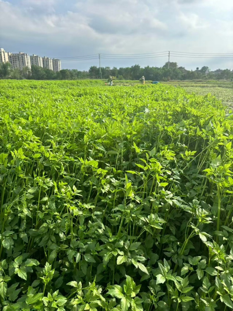 江西景德镇精品水芹菜，产地直销，量大从优