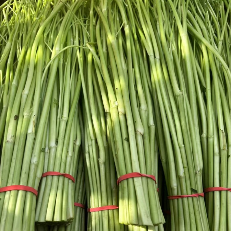 江西景德镇精品水芹菜，产地直销，量大从优