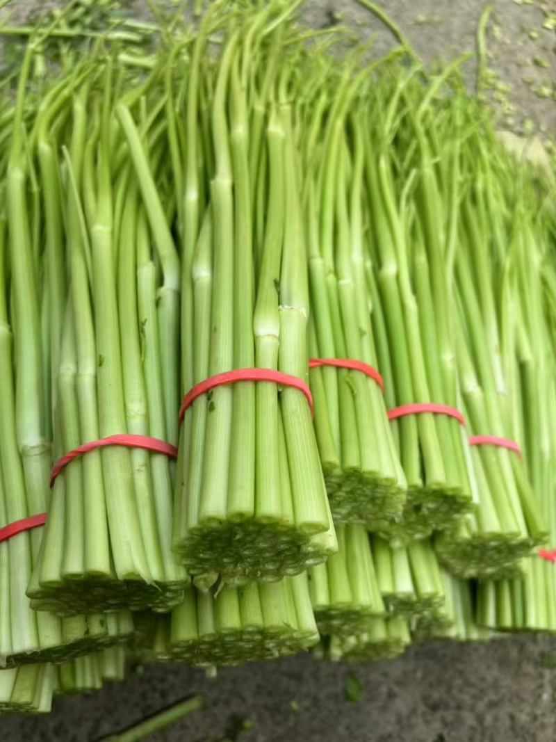 江西景德镇精品水芹菜，产地直销，量大从优