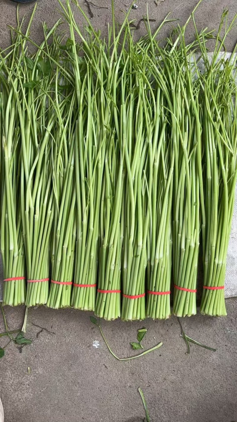 江西景德镇精品水芹菜，产地直销，量大从优