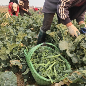 甜杆西兰苔-可发市场电商等，大量低价供货，保质保量
