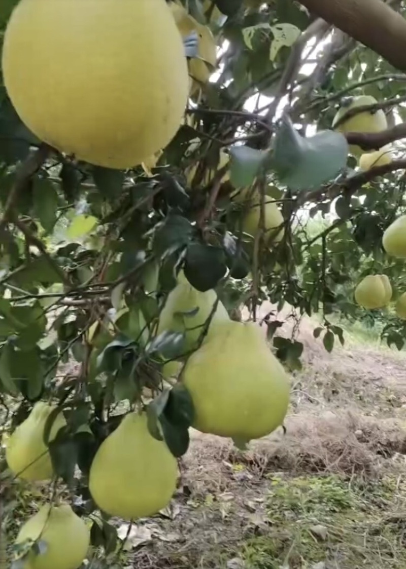 江永桃川香柚，产地直发，量大从优，可视频看货