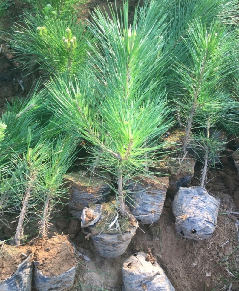 精选黑松小苗黑松树苗山东树苗种苗基地直供长期经营欢迎电联