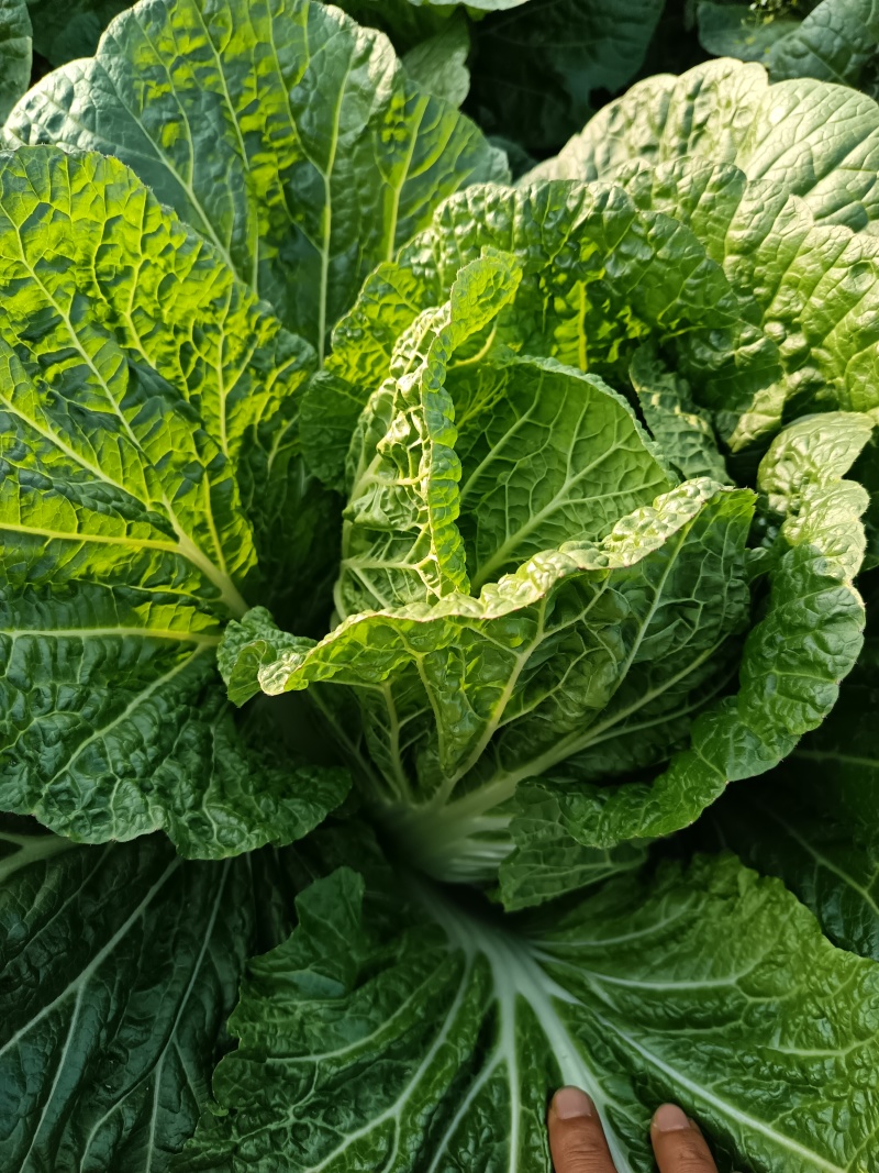湖南苞菜圆包菜甘蓝质量保证无空心对接全国欢迎联系