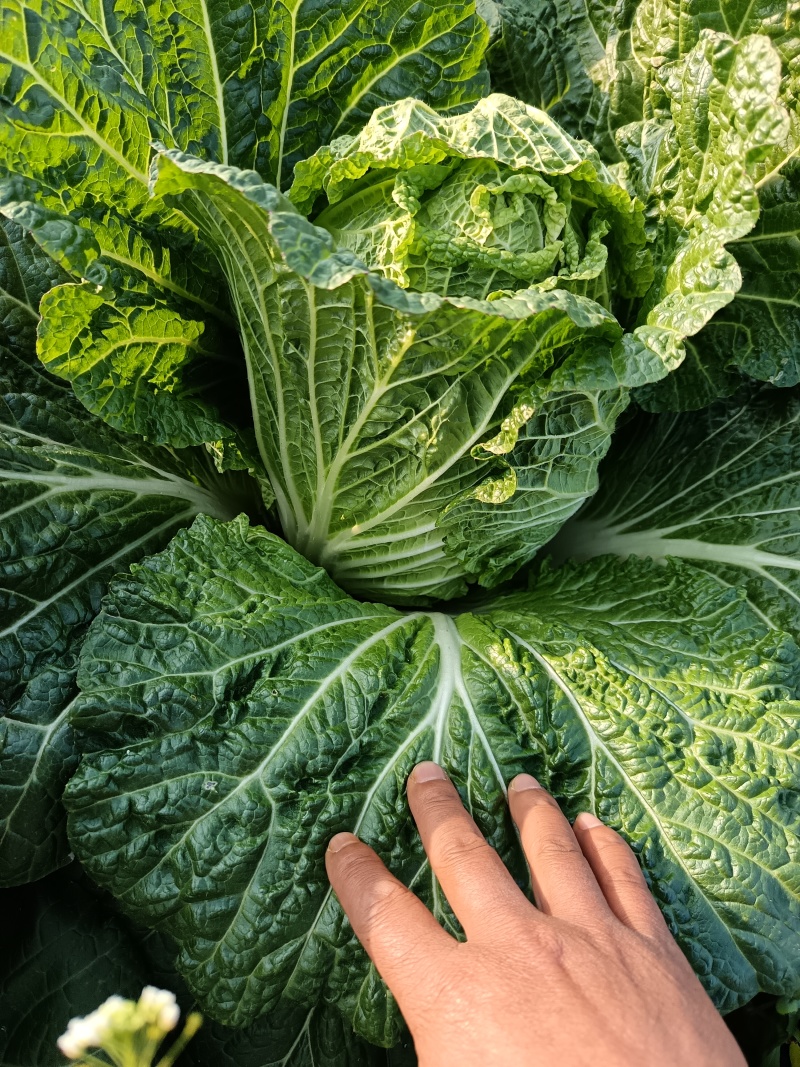 湖南苞菜圆包菜甘蓝质量保证无空心对接全国欢迎联系