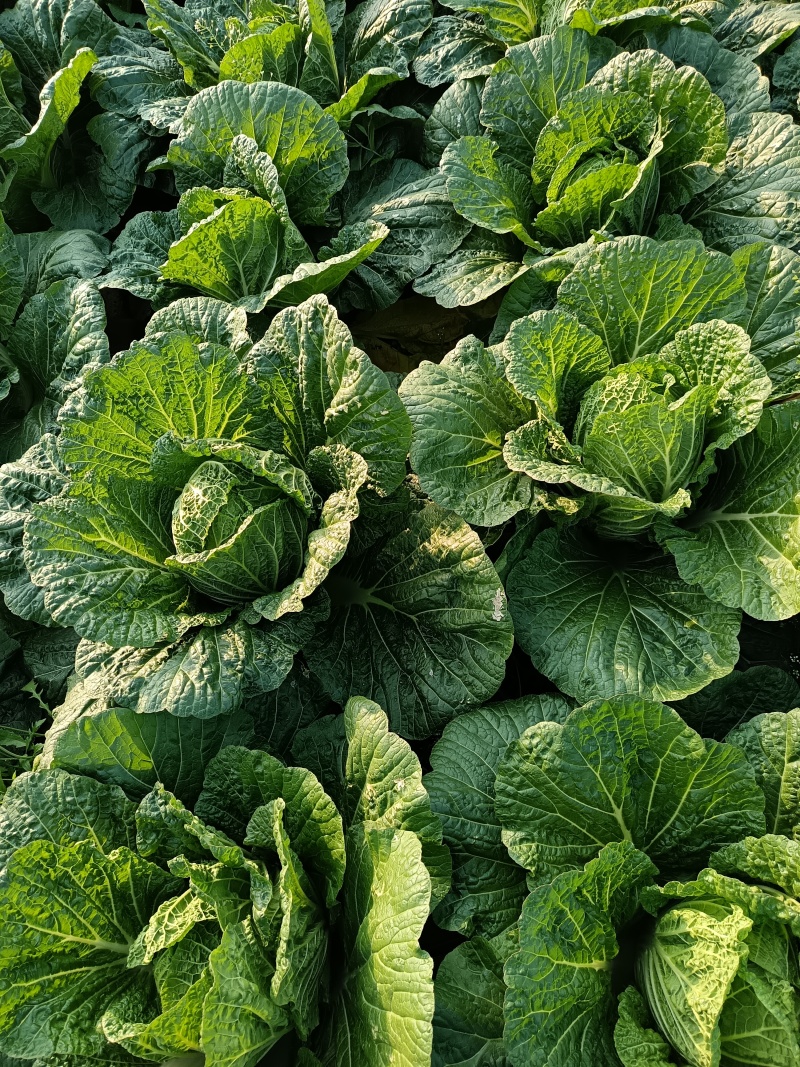 湖南苞菜圆包菜甘蓝质量保证无空心对接全国欢迎联系