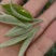 柠檬红茶