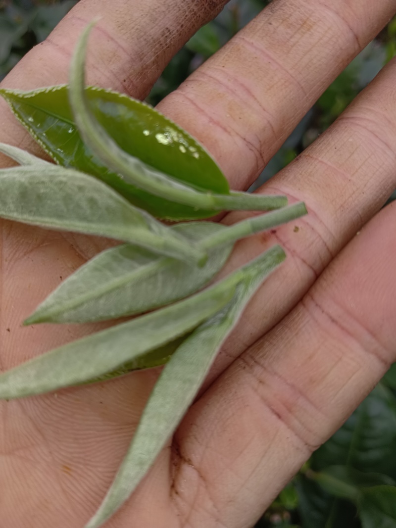 柠檬红茶