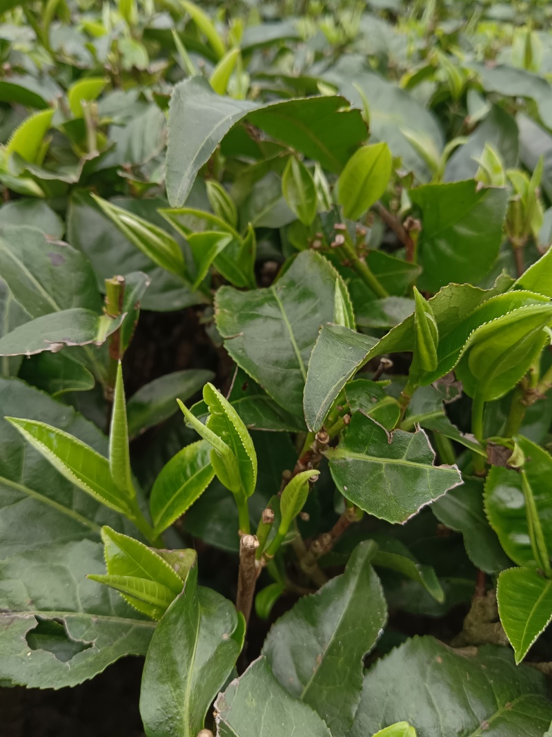 柠檬红茶
