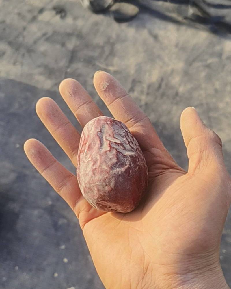 新疆金昌大枣