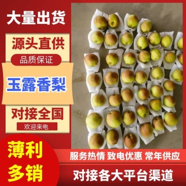 【酥脆无渣】玉露香梨梨中贵族皮薄核小保质保量