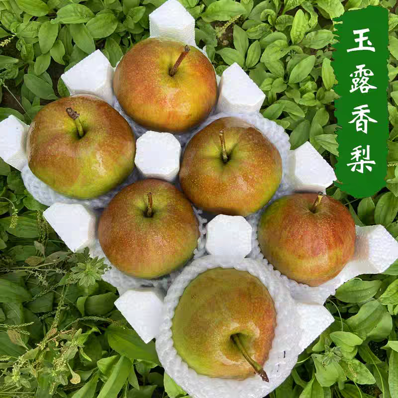 【酥脆无渣】玉露香梨梨中贵族皮薄核小保质保量