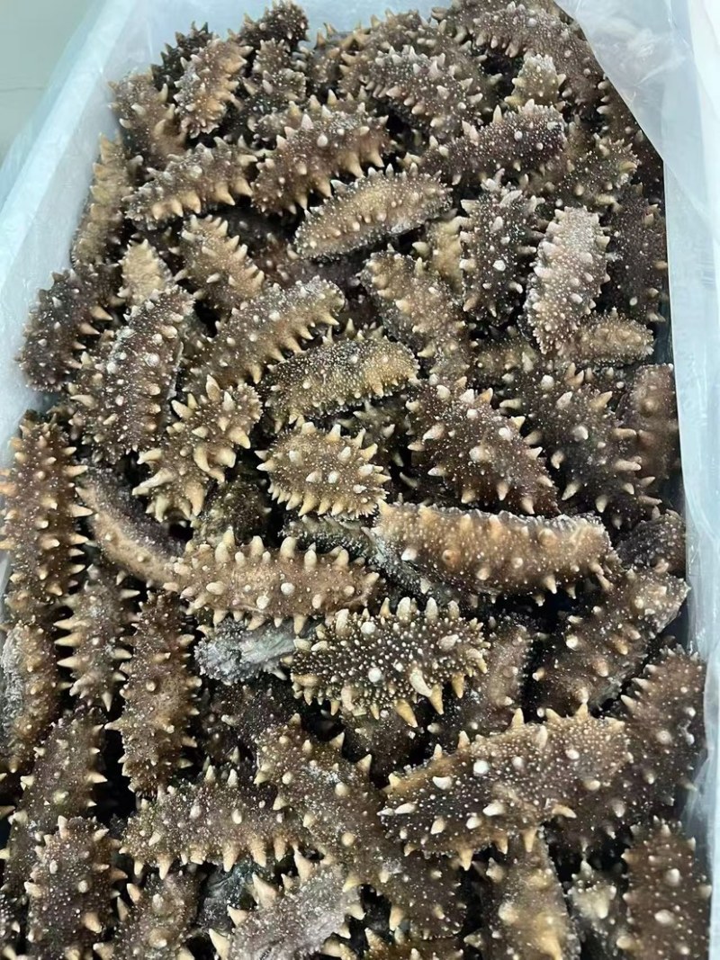 鲜食，即食海参，各种规格，满足各种包装需求，