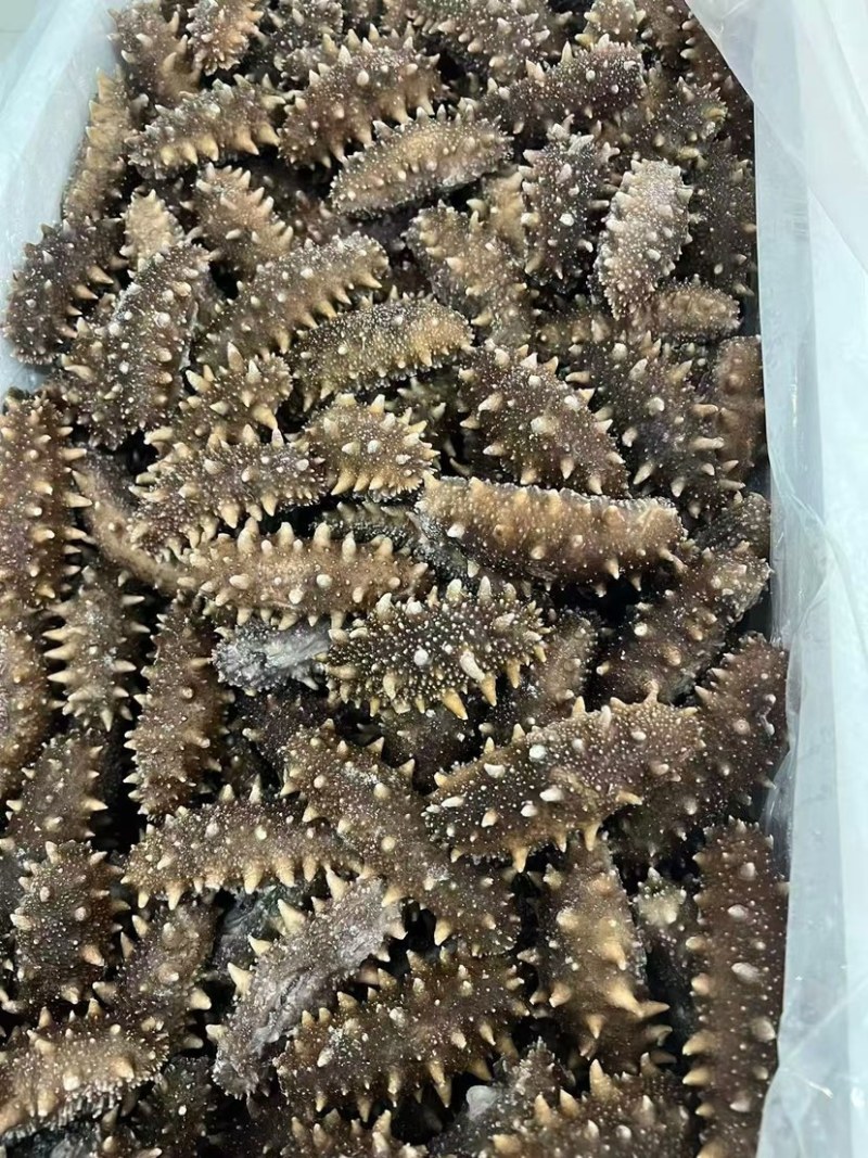 鲜食，即食海参，各种规格，满足各种包装需求，