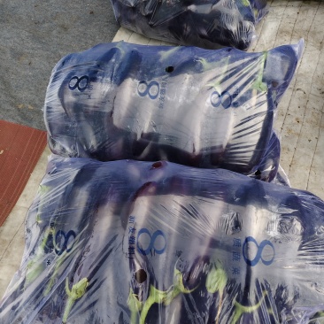 765绿把暖棚长茄基地**次品通货