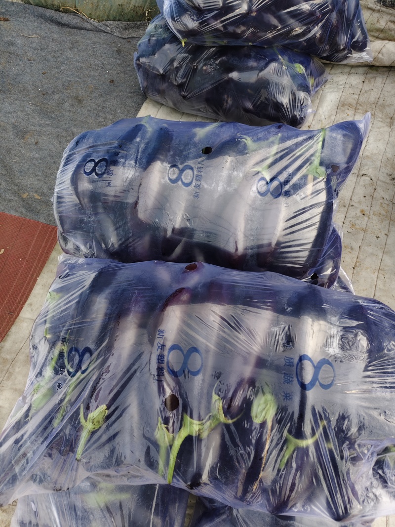 765绿把暖棚长茄基地**次品通货