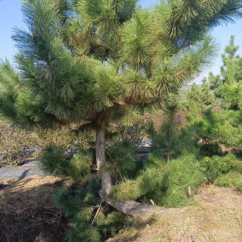 精选龙柏树苗龙柏苗龙柏造型龙柏苗柏树苗基地直发成活率高