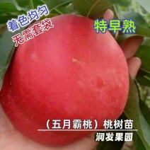 果园直发桃树苗特早熟五月霸桃极早熟水蜜桃包对版成活率高