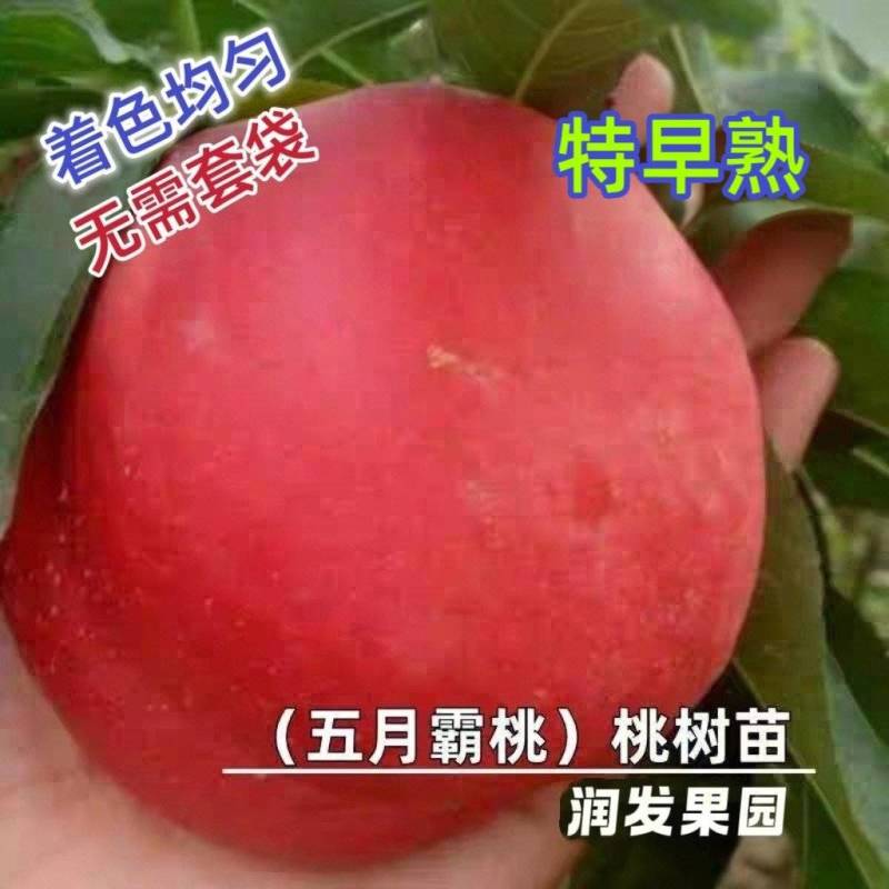 果园直发桃树苗特早熟五月霸桃极早熟水蜜桃包对版成活率高