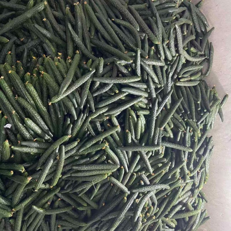 密刺黄瓜大棚黄瓜，基地直供精品发货质量保证