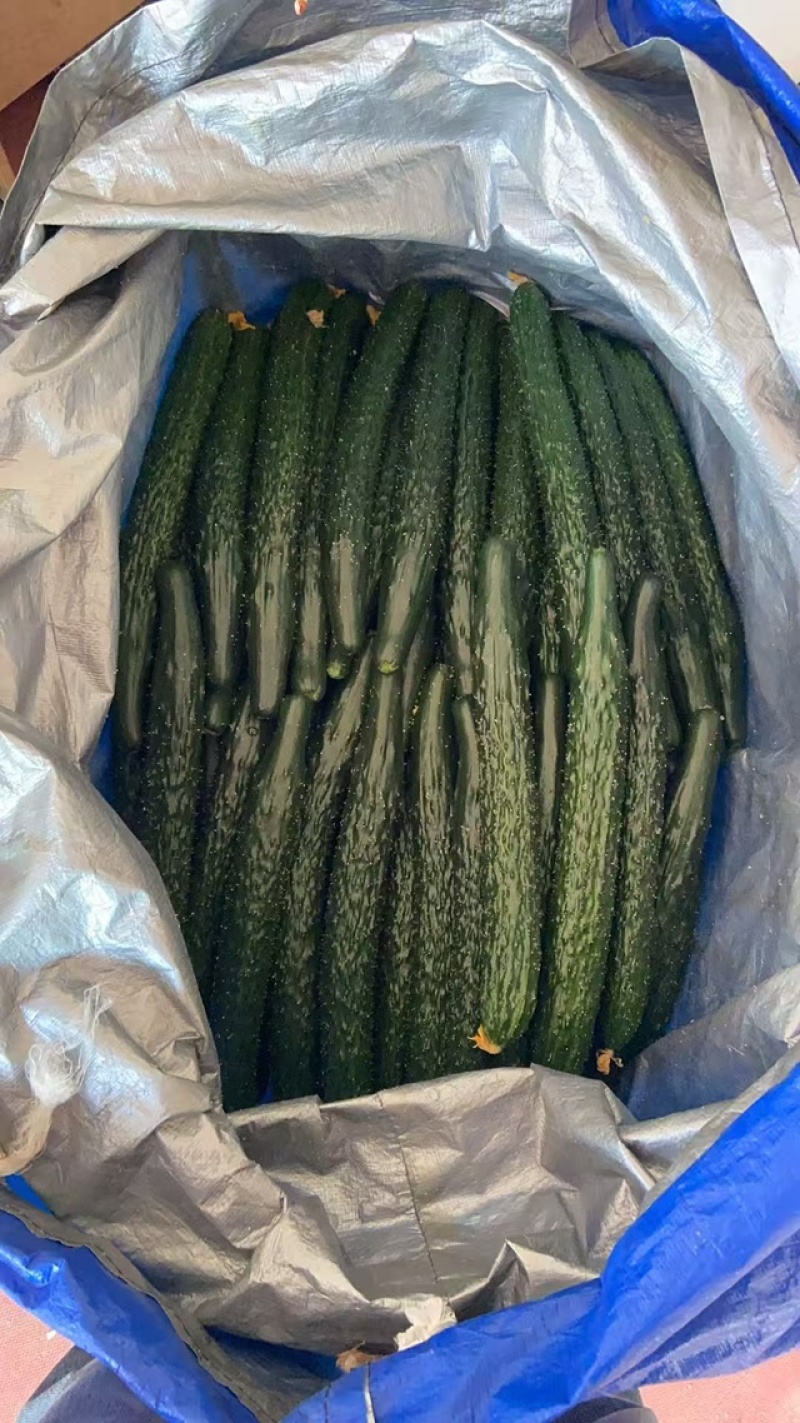 密刺黄瓜大棚黄瓜，基地直供精品发货质量保证