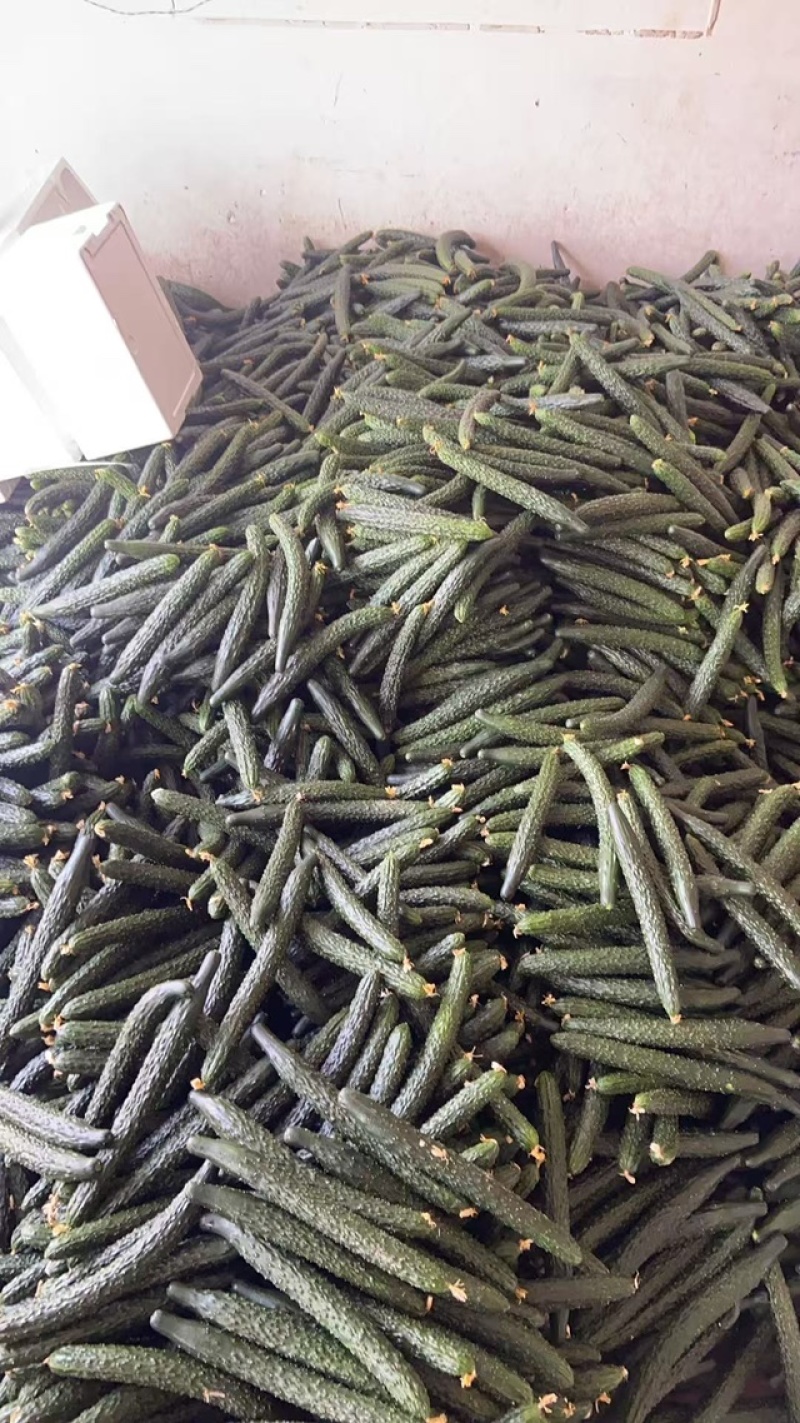 密刺黄瓜大棚黄瓜，基地直供精品发货质量保证