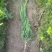 精选龙柏树苗龙柏苗龙柏造型龙柏苗柏树苗基地直发成活率高