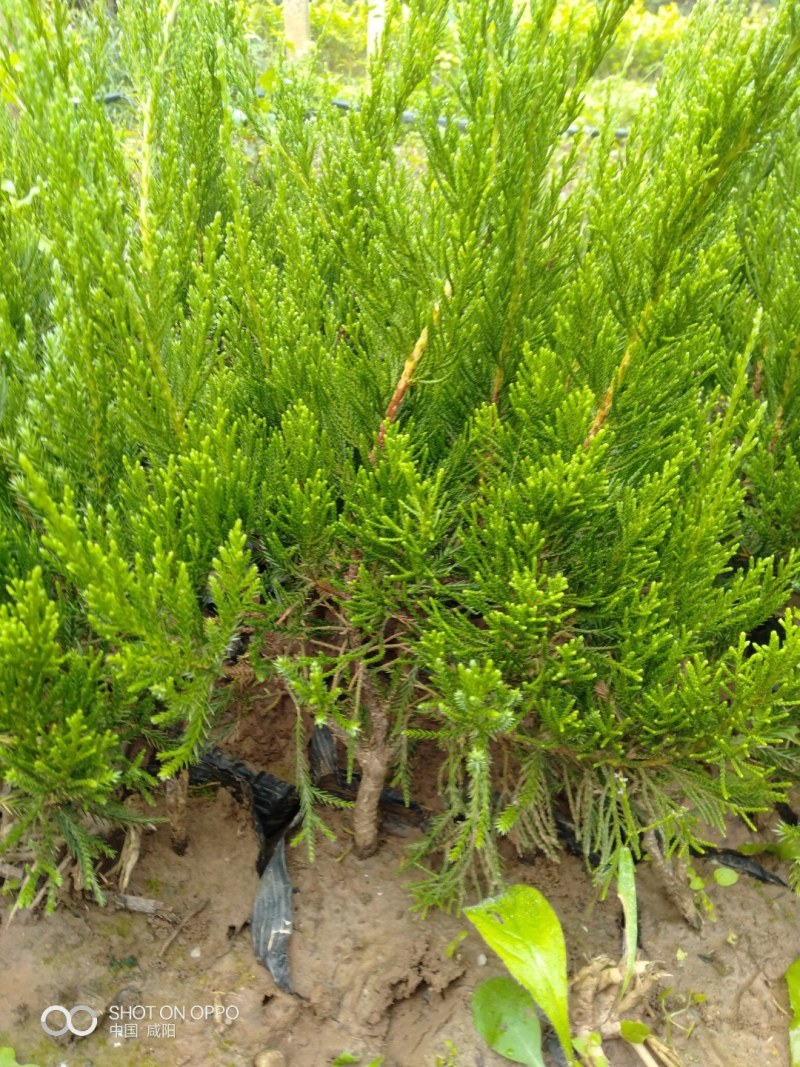 精选龙柏树苗龙柏苗龙柏造型龙柏苗柏树苗基地直发成活率高