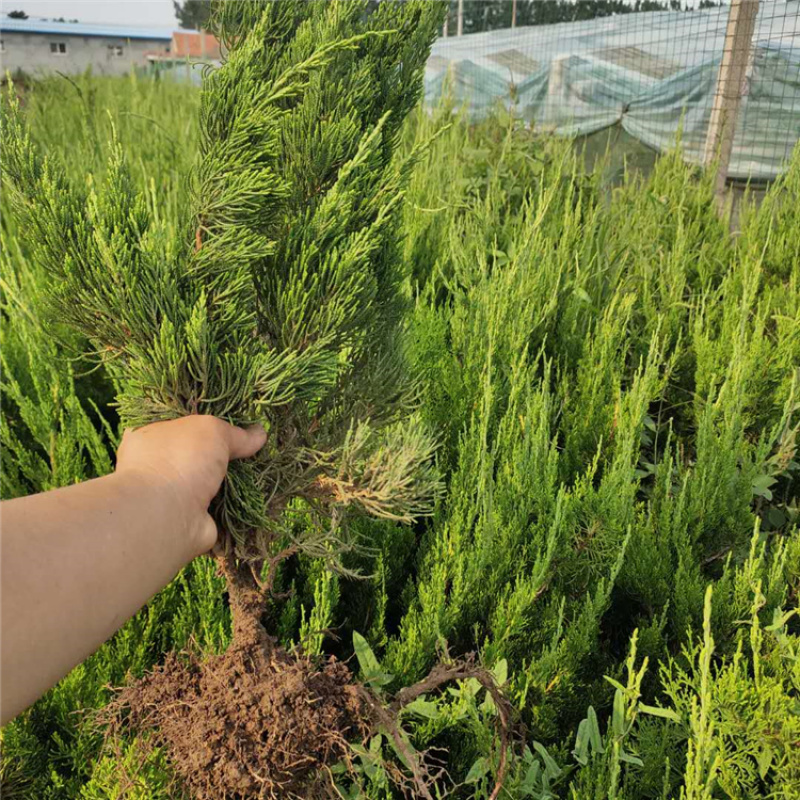 精选龙柏树苗龙柏苗龙柏造型龙柏苗柏树苗基地直发成活率高