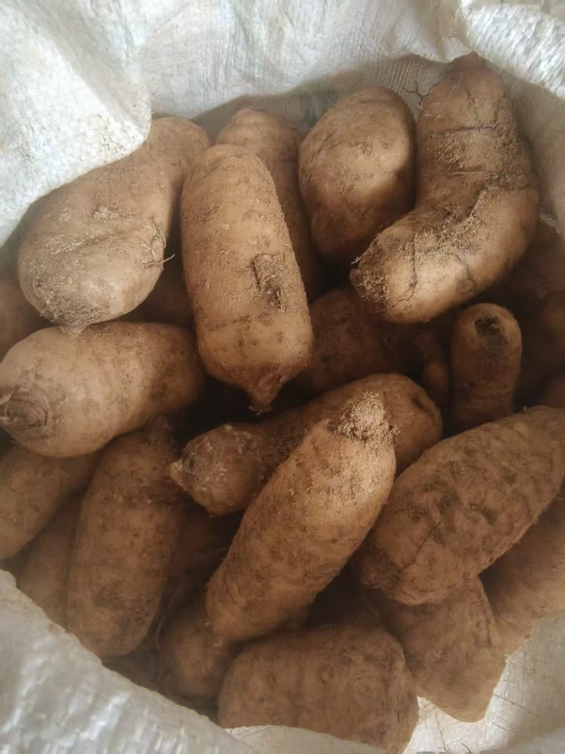 鲜天麻干天麻片，一手货源，诚信经营，量大从优，可视频看货